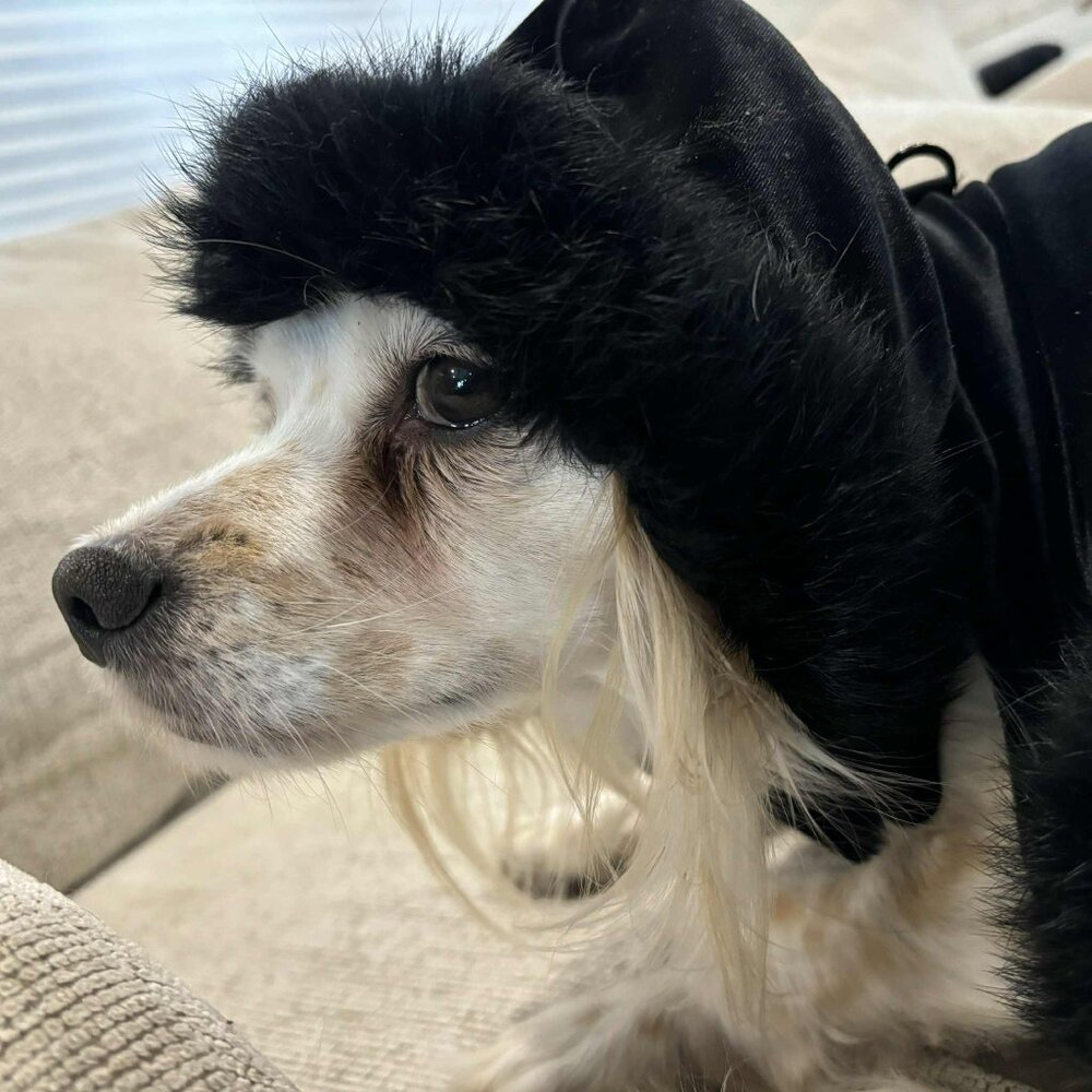 Vintage 2005 Gooby Black Velvet Angora Fur Coat Jacket Sweater Dog Puppy Holiday